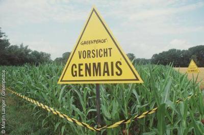 EL warnt Bauern vor Genmais