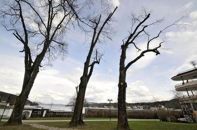 Grüne/GEL Velden kritisieren „Baummord“ im Veldener Stadtpark